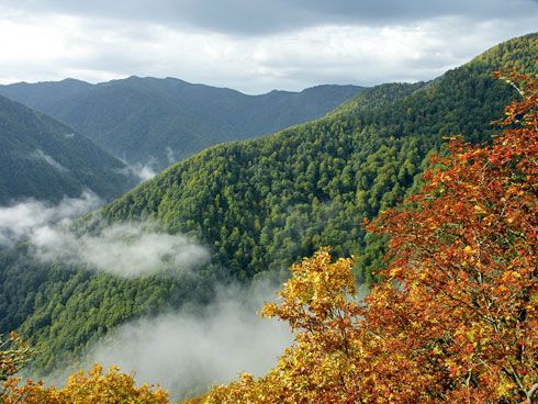 Imagen de bosque verde con árboles altos